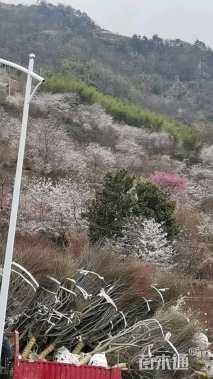 15公分染井吉野樱