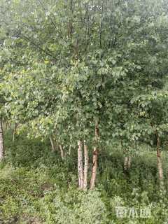 高度150厘米丛生白桦