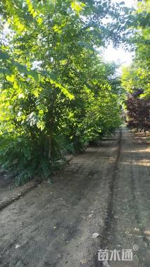 60公分(5杆)丛生朴树