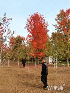 12公分美国红枫-红点