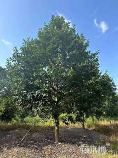 18公分乐昌含笑