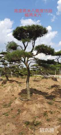 15公分造型黑松