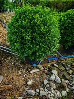 高度80厘米九里香球