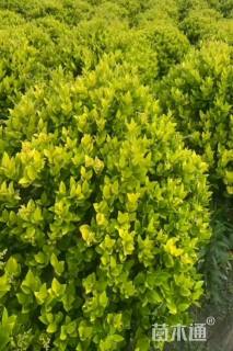 冠幅180厘米金森女贞球