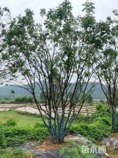 70公分(8杆)丛生黄连木