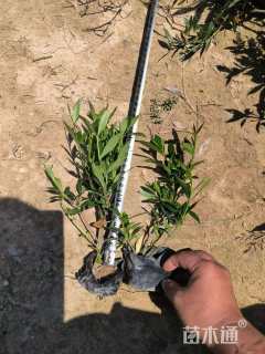 高度30厘米小叶栀子