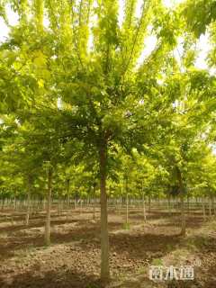 15公分金叶复叶槭