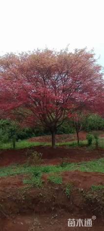 10公分日本红枫