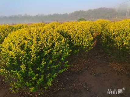 冠幅120厘米金叶女贞球