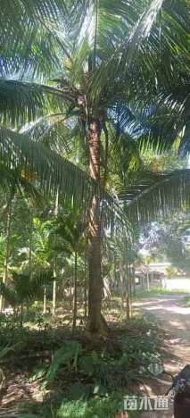 裸干高200厘米椰子