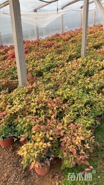 高度40厘米火焰南天竹