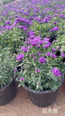 高度18厘米紫菀