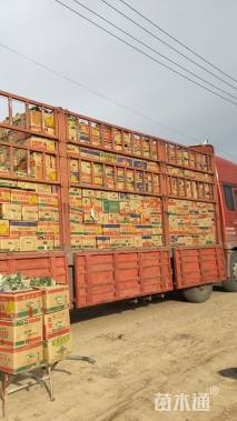 高度18厘米硫华菊