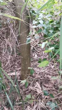 20公分海南黄花梨