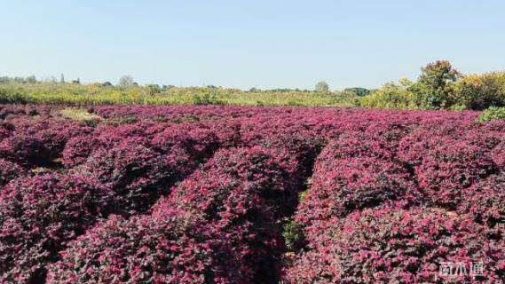冠幅150厘米红花继木球