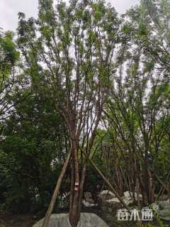 20公分(3杆)丛生黄连木