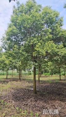 15公分大叶女贞