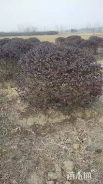 冠幅150厘米红花继木球