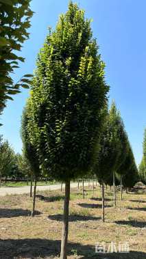 15公分欧洲鹅耳枥