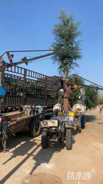 高度600厘米雪松