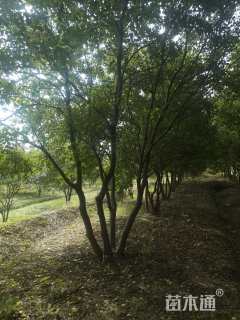 60公分(5杆)丛生乌桕