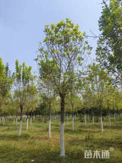 15公分金叶白蜡