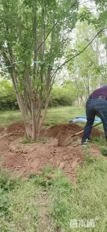 高度800厘米丛生白蜡