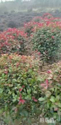 冠幅120厘米红叶石楠球