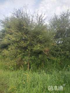 10公分弗吉尼亚栎