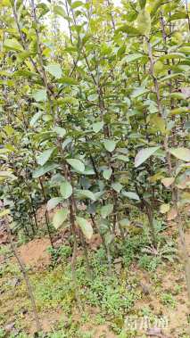 高度60厘米椤木石楠小苗