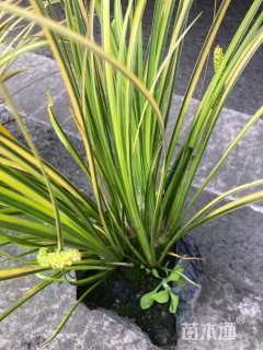 高度20厘米金叶菖蒲