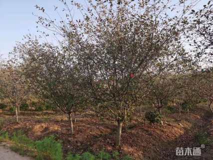 10公分垂丝海棠