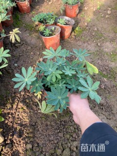 高度21厘米羽扇豆