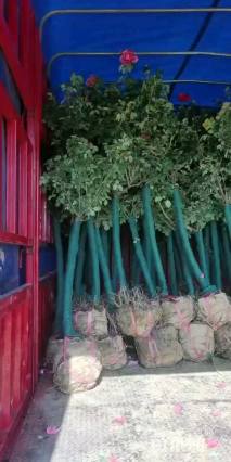 9公分高杆树状月季