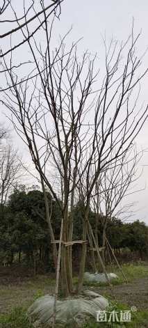 50公分(5杆)丛生朴树