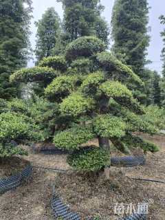 10公分造型蚊母