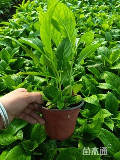 高度25厘米绣球