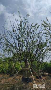 50公分朴树