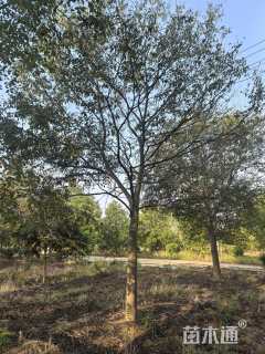 15公分朴树