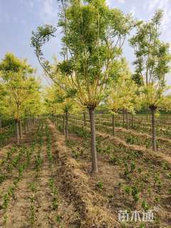 15公分国槐