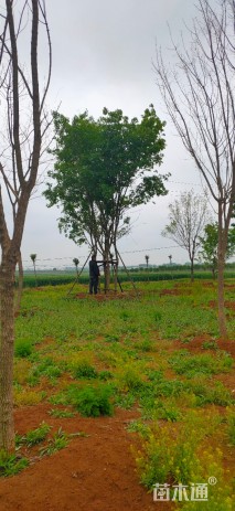 高度800厘米丛生五角枫