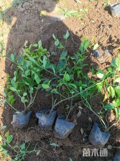 36厘米小叶扶芳藤