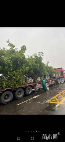 80公分丛生朴树