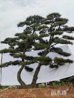 高度500厘米黑松