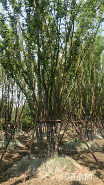 12公分丛生榉树