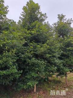 30公分金丝楠木