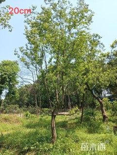 20公分乌桕