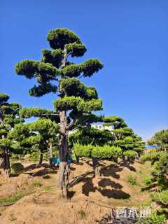 40公分造型龙柏