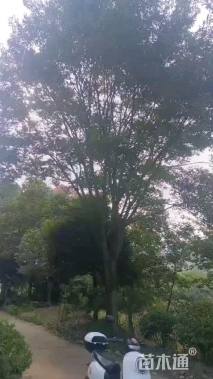 40公分朴树