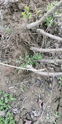 7公分彩叶豆梨-秋火焰